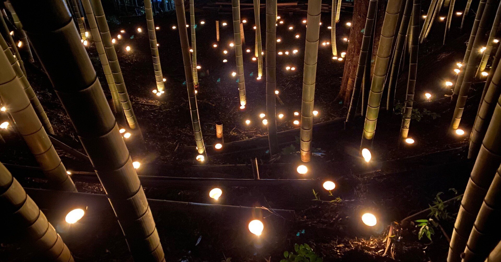 11/9 小机城址市民の森 竹灯籠まつり｜横浜市会議員（港北区）大山しょうじ