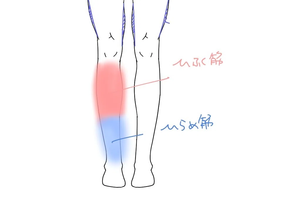 ふくらはぎ