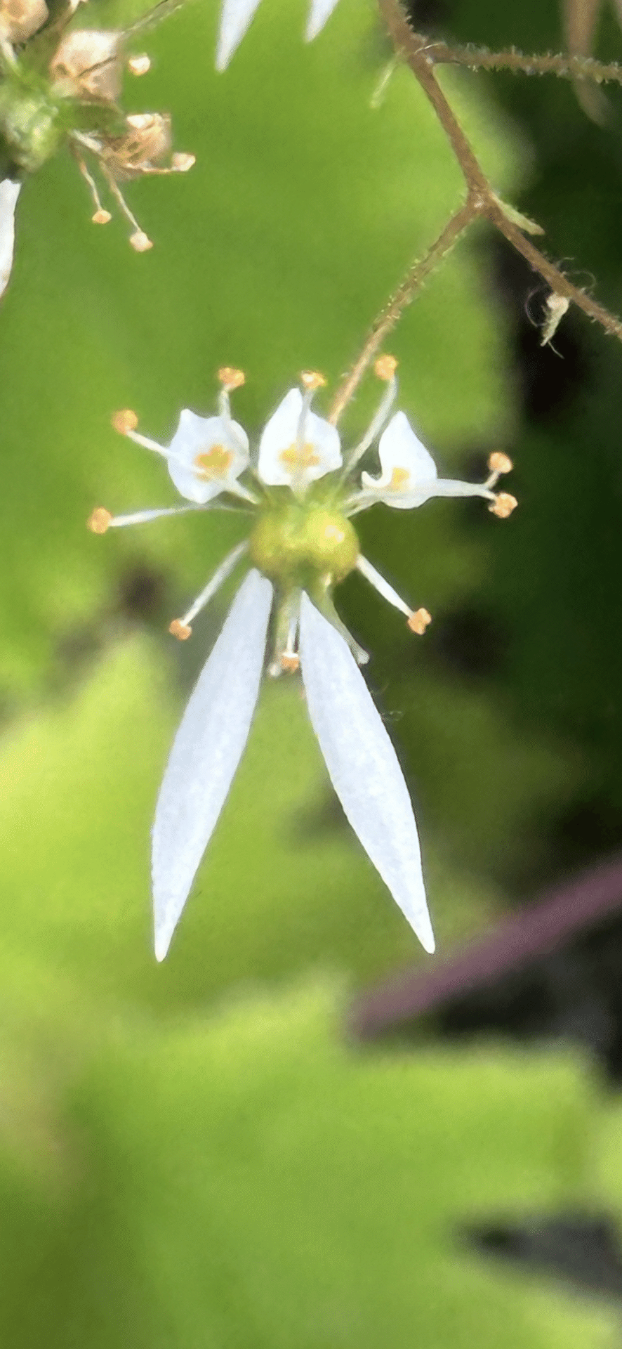 人字草 花姿が『人』文字に見える植物だが…｜EGGSEED