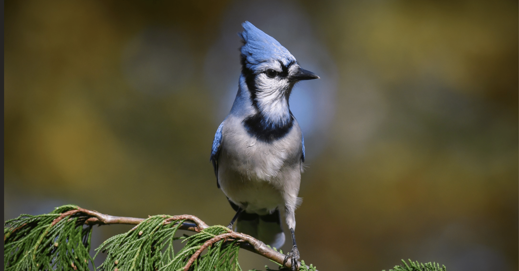 シカゴでバードウォッチング！】 Blue Jay アオカケス｜ローリー