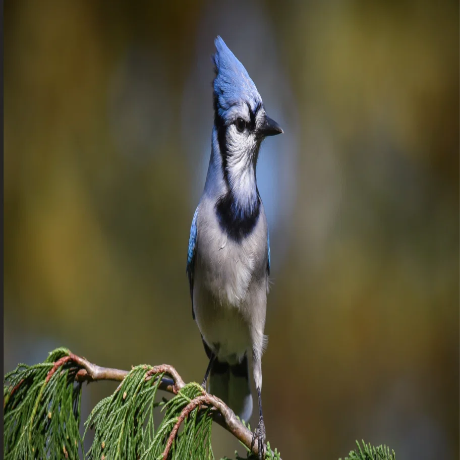 シカゴでバードウォッチング！】 Blue Jay アオカケス｜ローリー