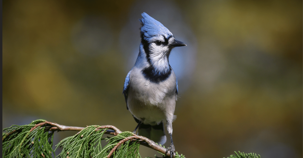 BLUE BIRD♪（感謝） 71HOT-jP1lL._UF894,1000_QL80_.jpg