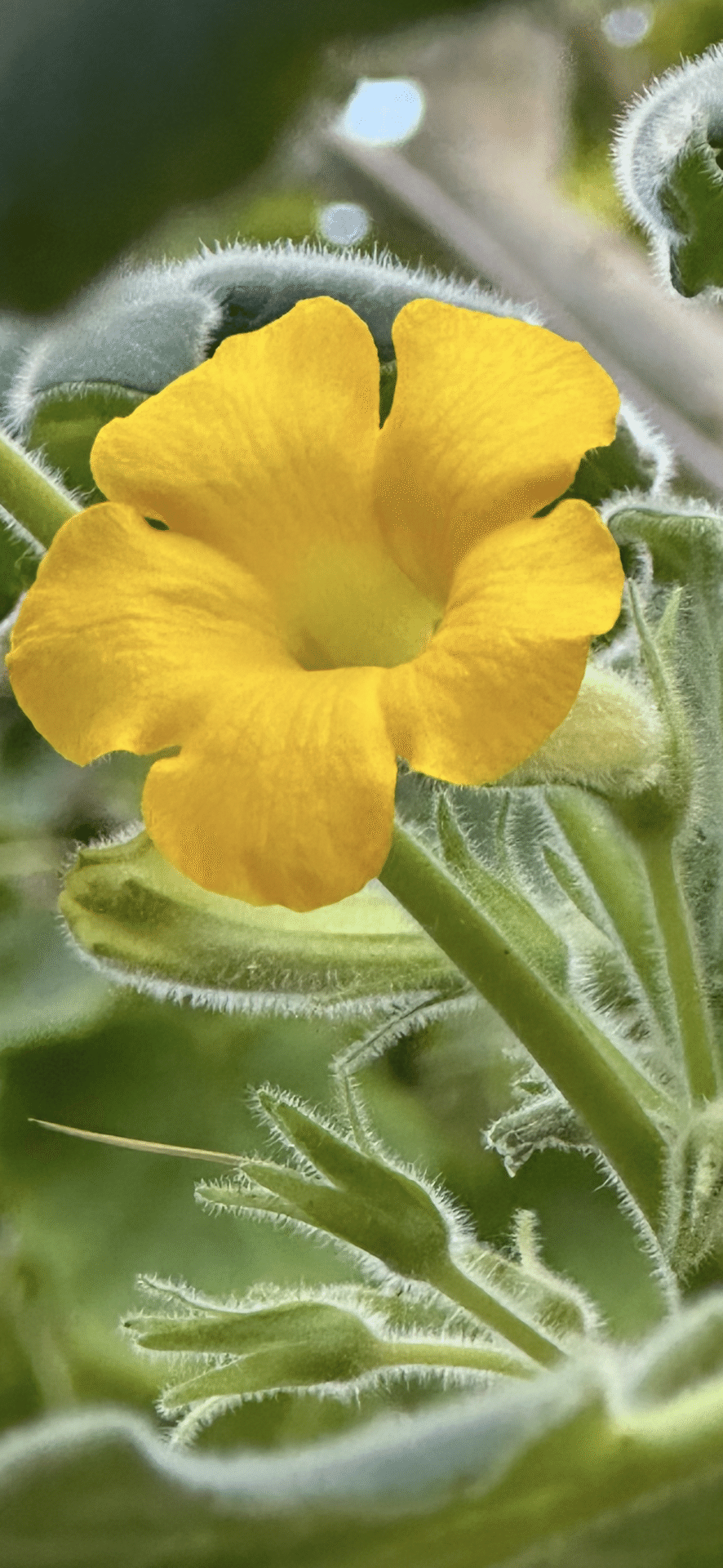 ウンカリーナ　ルーズリアナ　シャンプーの木 ウンカリーナ （シャンプーの木） 育て方｜観葉植物 Dictionary