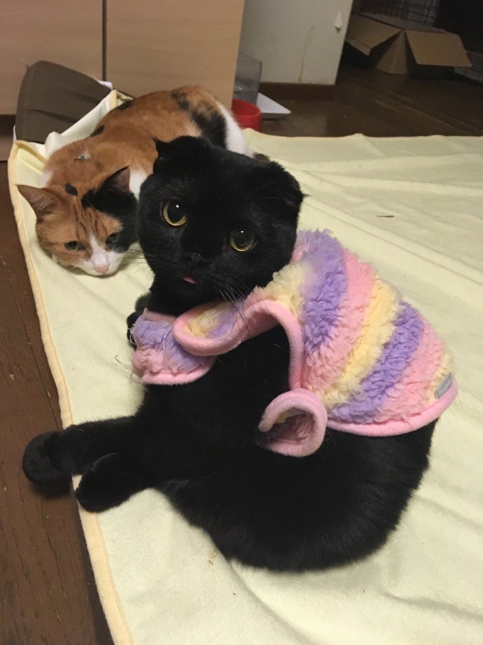 ハンデのある子猫と優しいオトナ猫｜るー｜note
