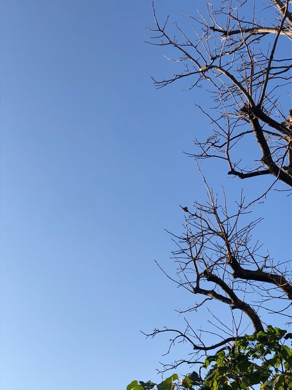 空を見上げる 石川真理子 Note