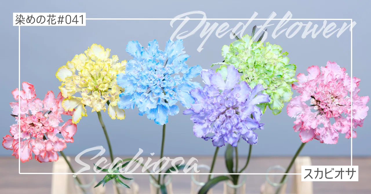 染めの花#041】スカビオサの染め6色｜タキツネ | 花の写真を撮ります