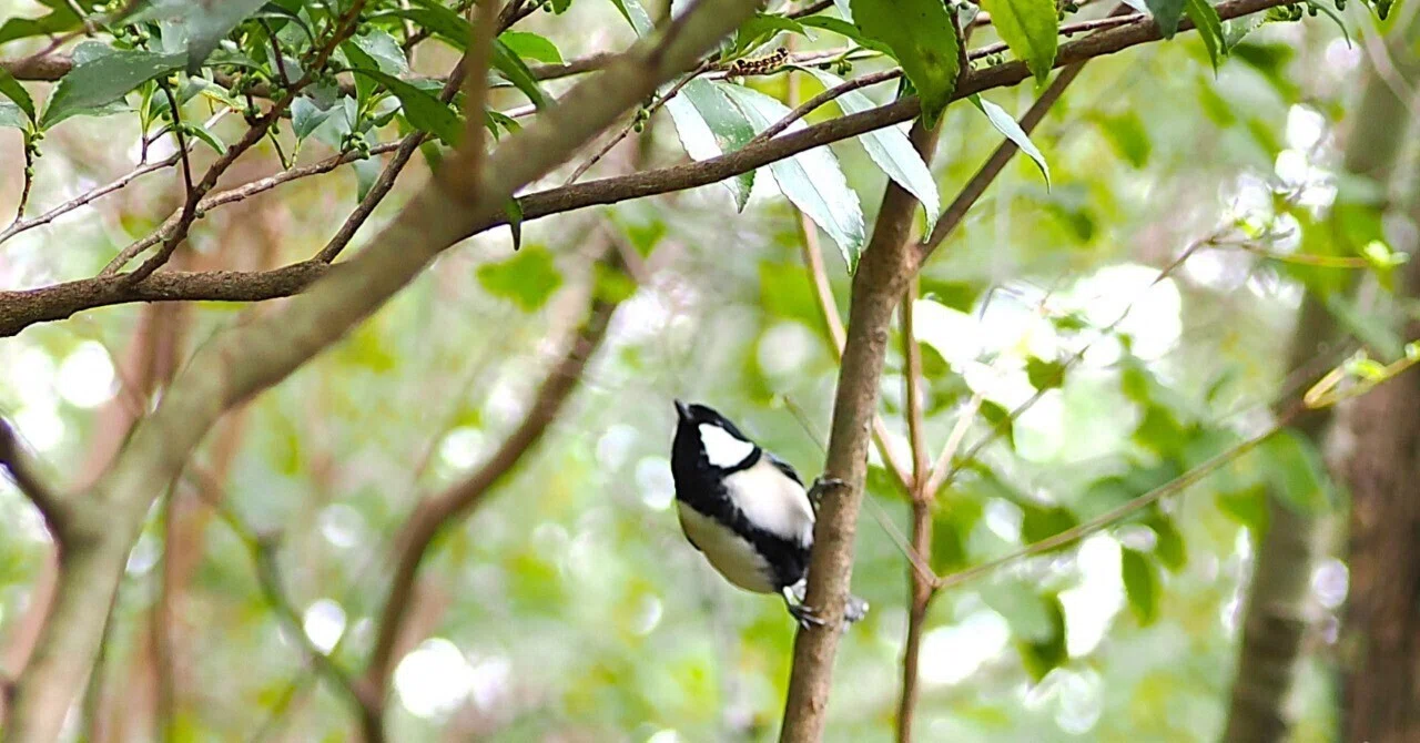 埼玉の公園で探鳥：前回のリベンジ｜もずきち
