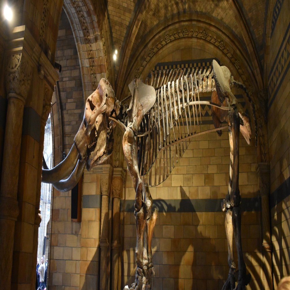 イギリス一人旅②ロケ地巡り・ロンドン散策・ロンドン自然史博物館