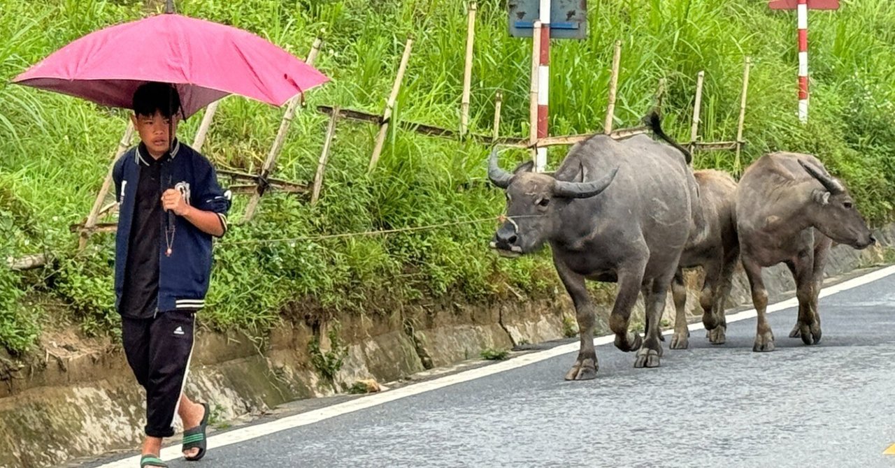 ベトナム、民族文化と生活に触れる旅＜ラオカイ省＞｜お茶ガイド