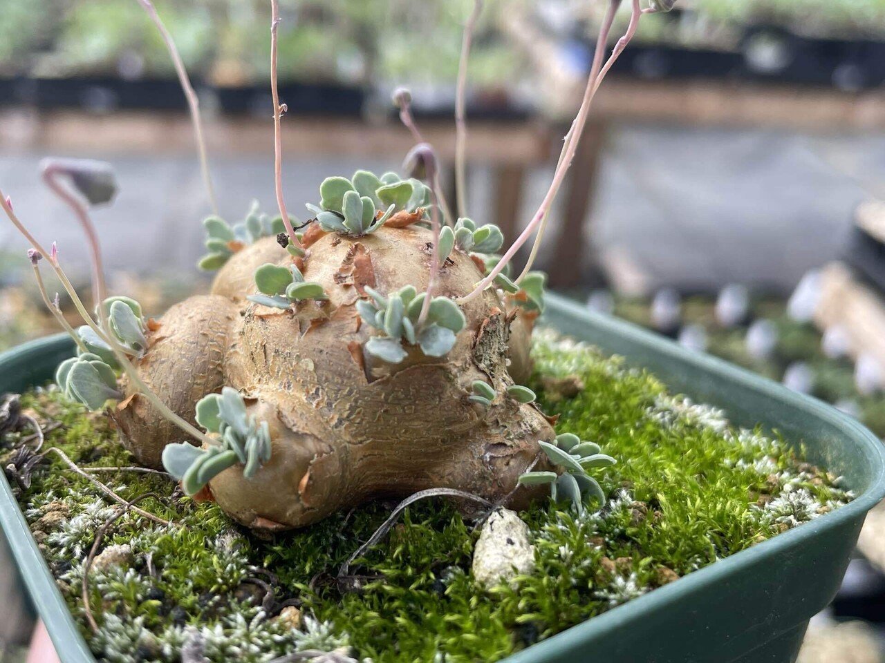 冬型塊根植物の沼に足を踏み入れるキッカケになった植物と6
