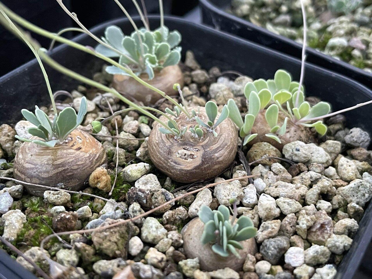 美品 オトンナ 冬型塊根　洋書 冬型塊根植物の沼に足を踏み入れるキッカケになった植物と6