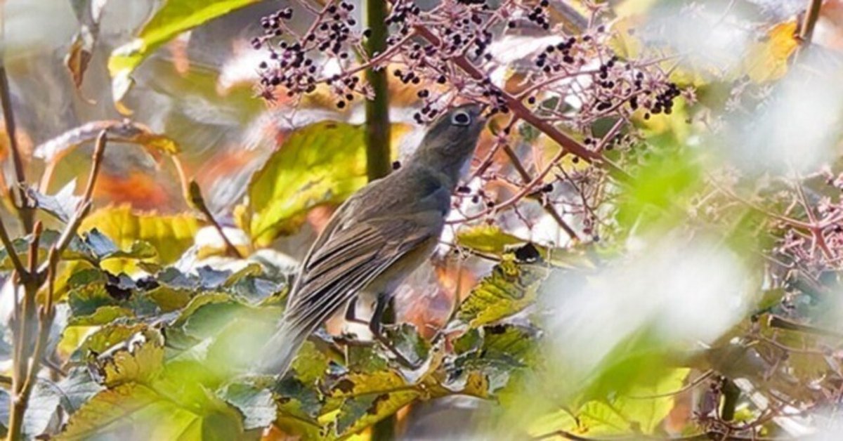 ルリビタキとウソ　木彫りの野鳥　 　　ありがとう358さま専用品 ルリビタキとウソ 木彫りの野鳥 ありがとう358さま専用品