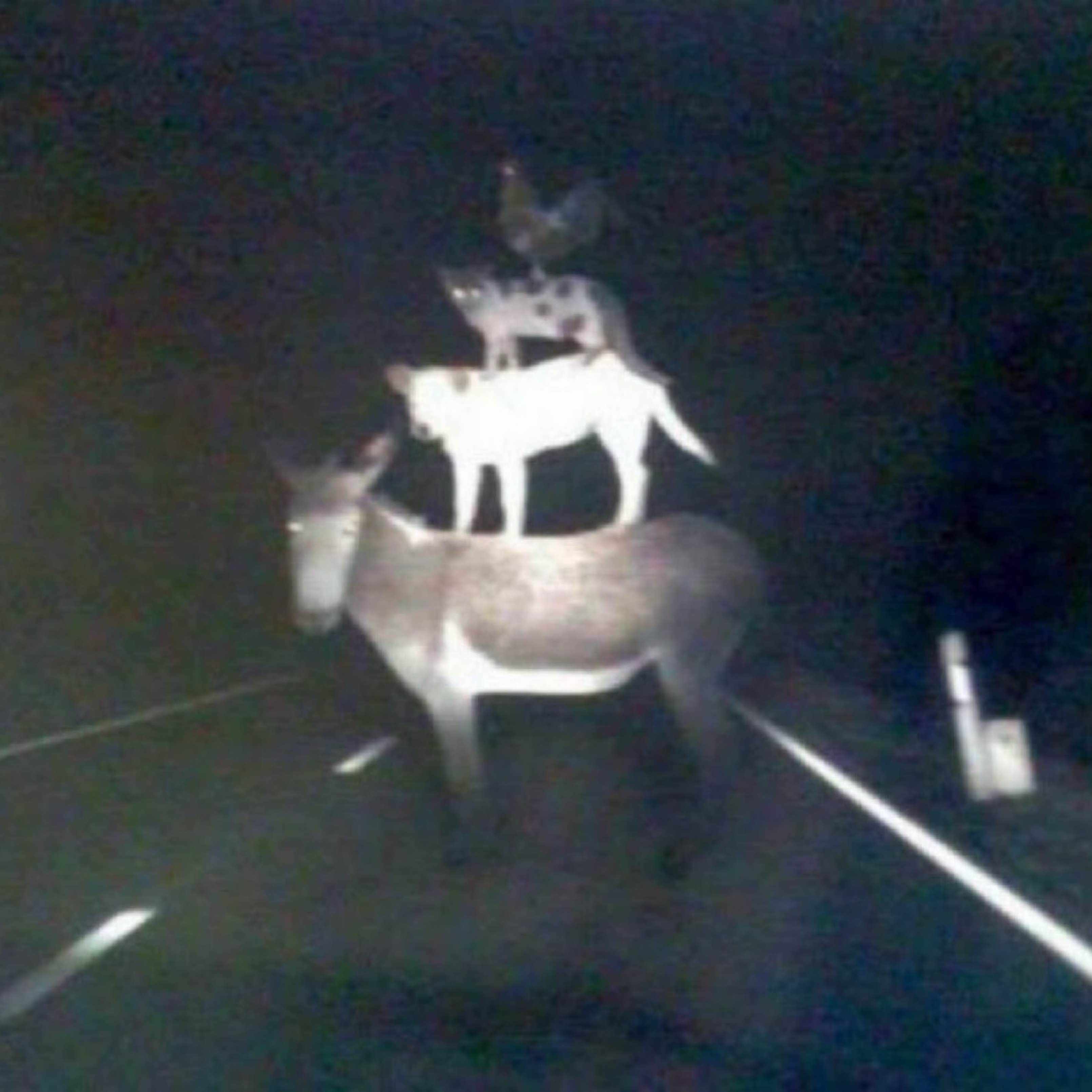 ハヌマーン 『REGRESSIVE ROCK』のジャケ写の建造物の所在地を捜索する