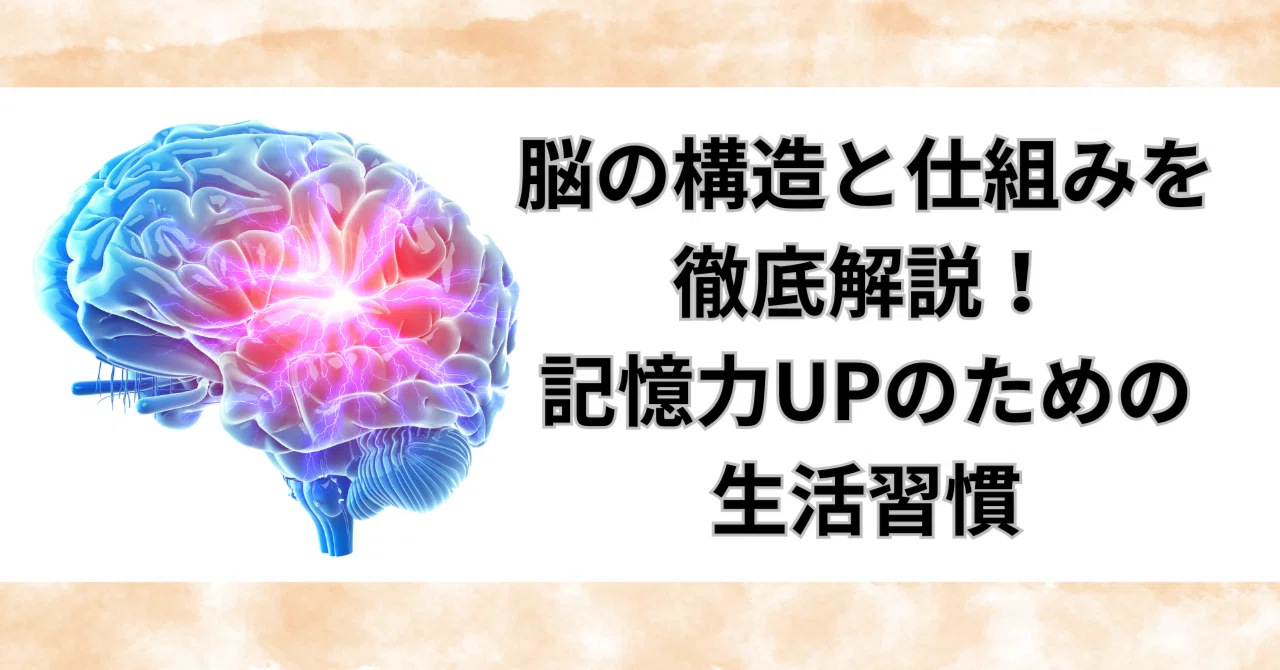 A Thorough Explanation of Brain Structure and Mechanisms! Lifestyle ...