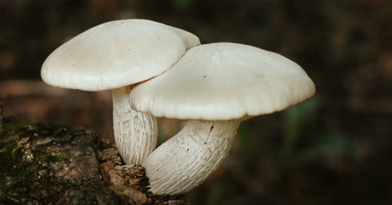 ファーストインプレッション】ポットリミットダブルボードボムポット