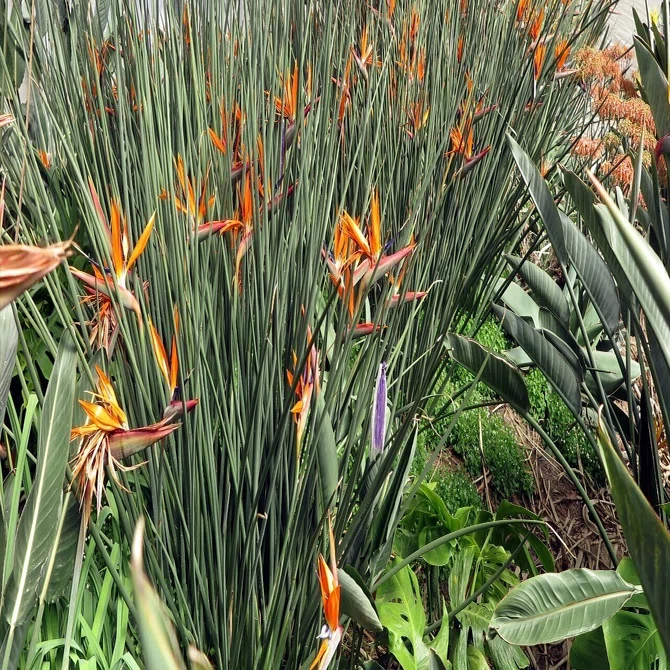 1111 ストレリチア・ジャンセア｜極楽鳥花植物園