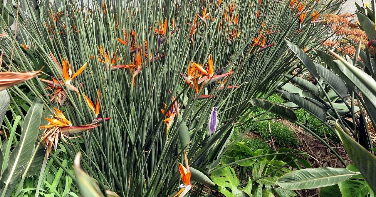 ジャンセア　ストレリチア 1111 ストレリチア・ジャンセア｜極楽鳥花植物園