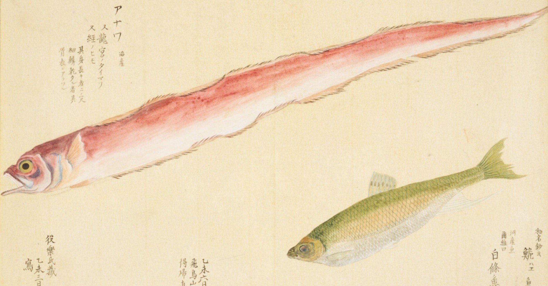 梅園魚品図正】(51) 龍宮のたいまつ／鮠（はゑ）｜mominaina