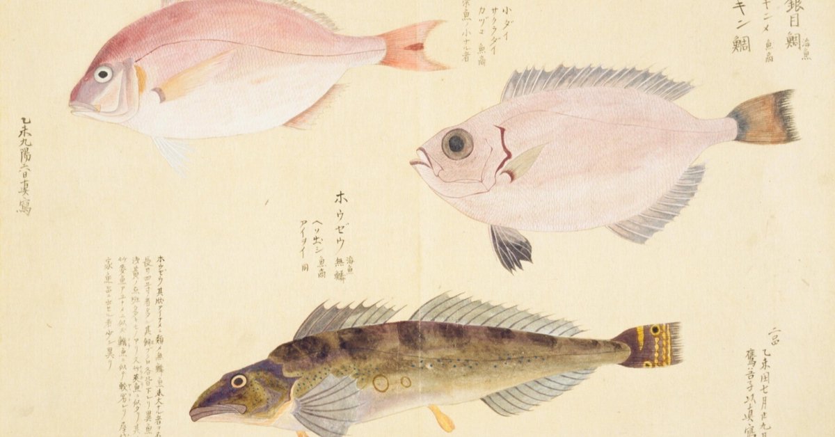 目出鯛 梅園魚品図正】(53) 銀目鯛／さくらだい／ほうぜう｜mominaina