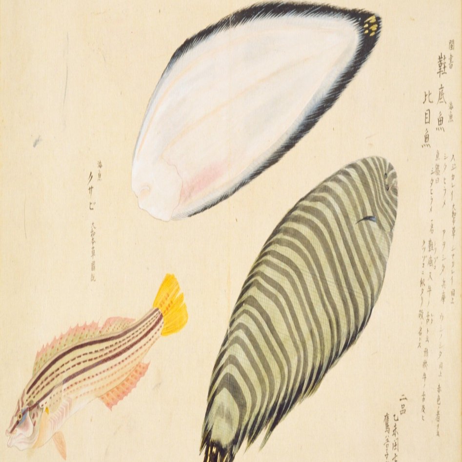 梅園魚品図正】(54) 鞋底魚（牛ノ舌）／くさび｜mominaina