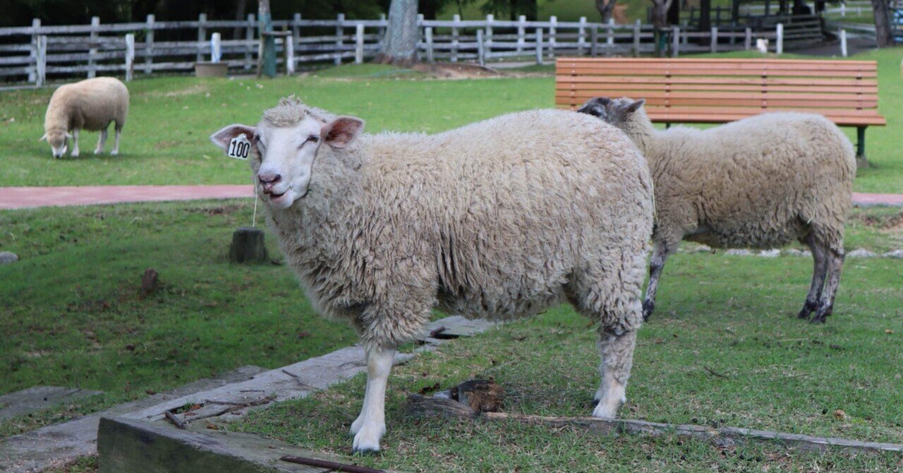 私がひつじを好きな理由｜朝海釣