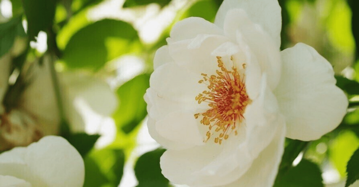 No.207『White Rose』シーグラス ヒーリングアート 薔薇 組み立てる 