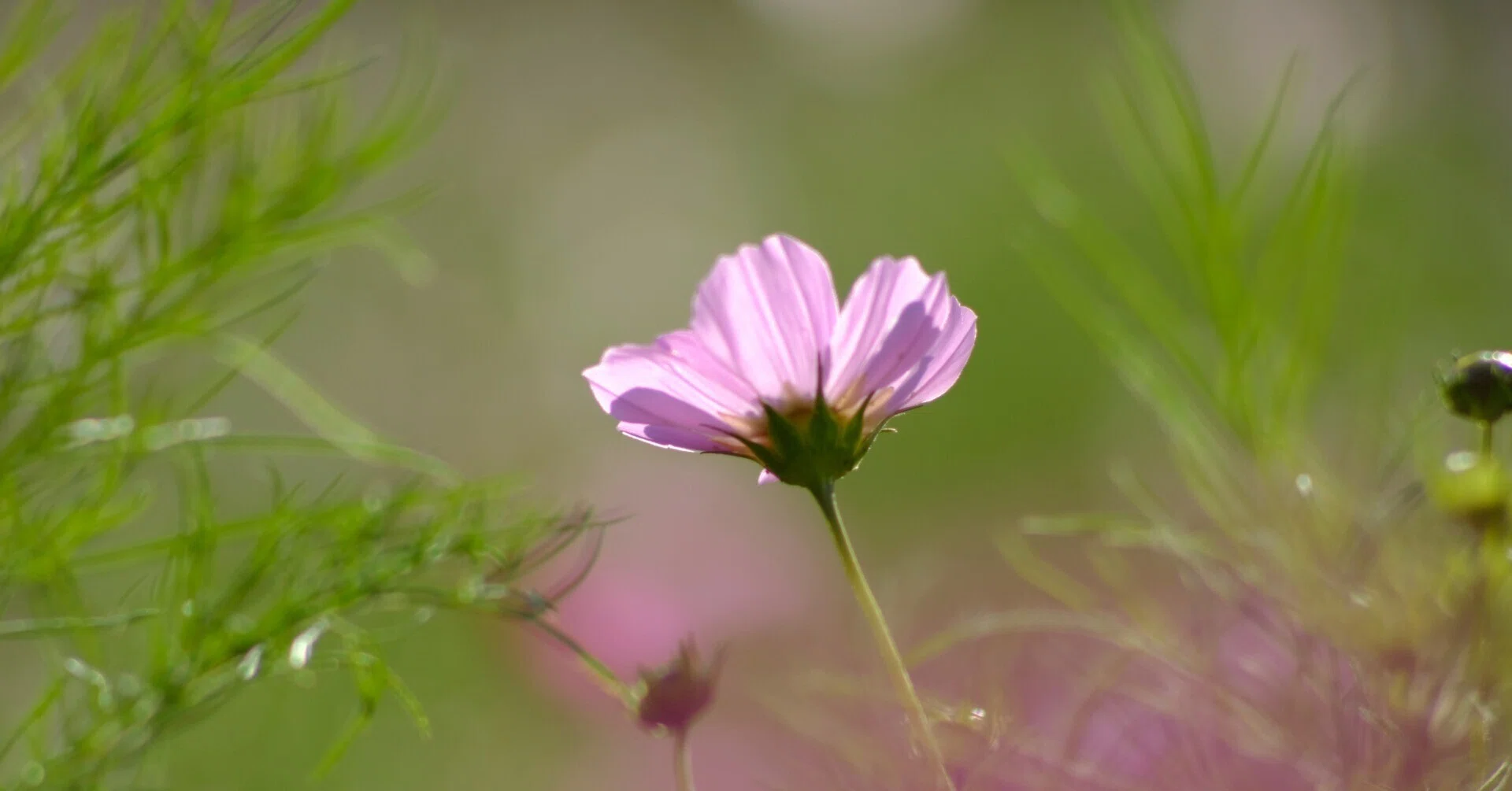 オールドレンズさんぽ：Nikkor-P Auto 180mm F2.8｜あき＠写真好きYouTuber
