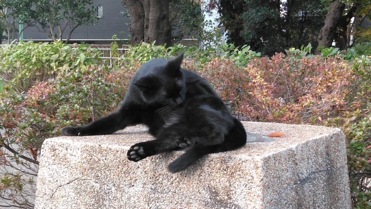 秋の日に、おしゃべりな黒猫と|びんこ/長谷川敏子|note