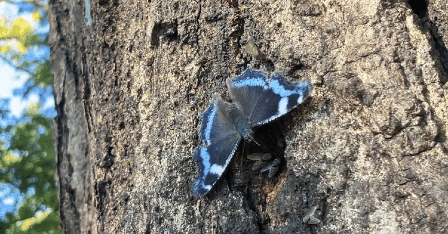 ルリタテハ｜＊sora＊