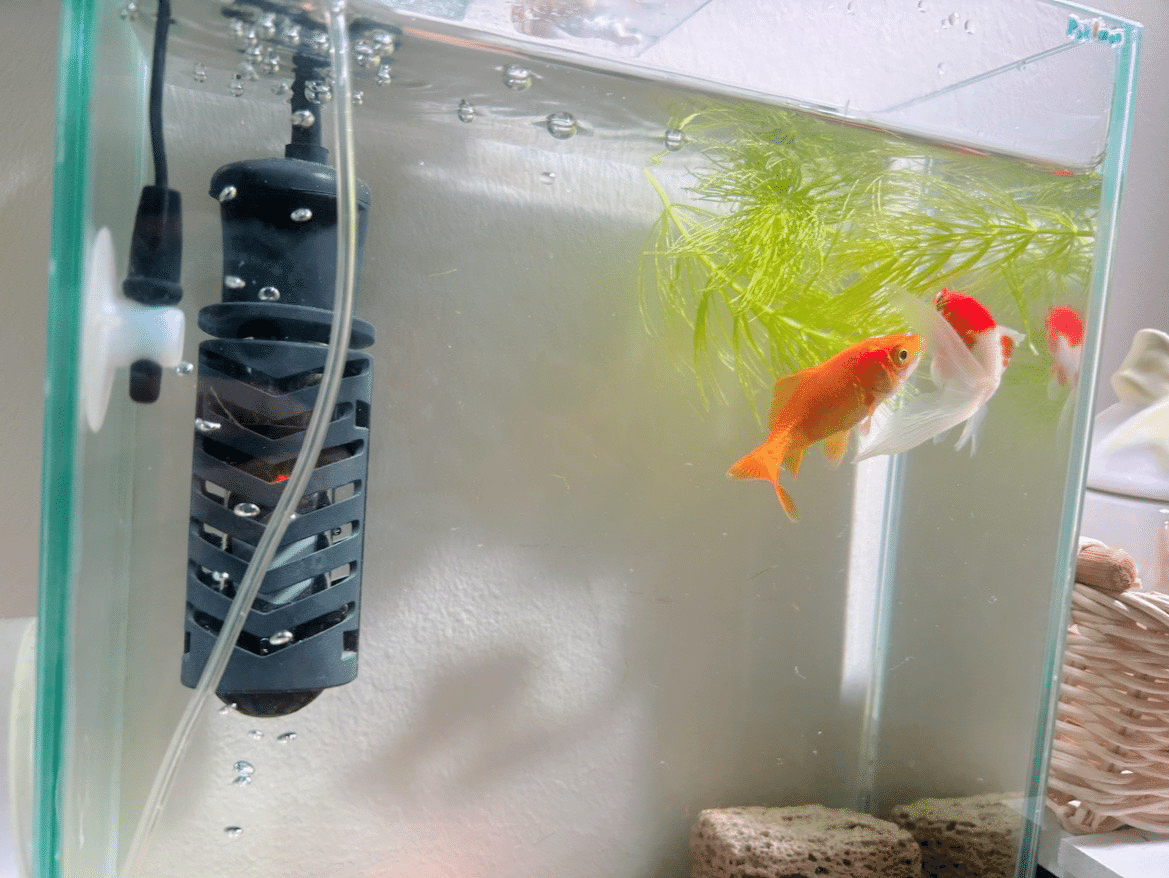 金魚×タロット】うんちの錬金術がやばいので水草を育てることに