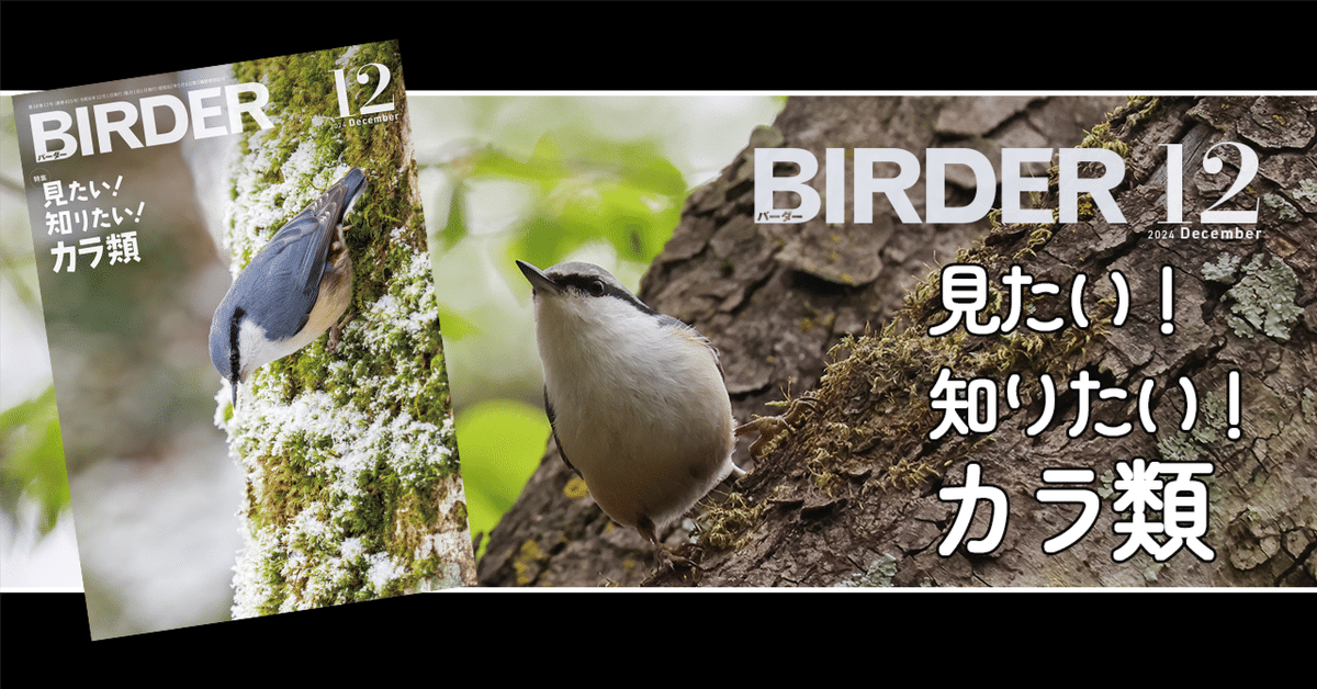 BIRDER12月号の見どころ｜ブンイチ（文一総合出版）