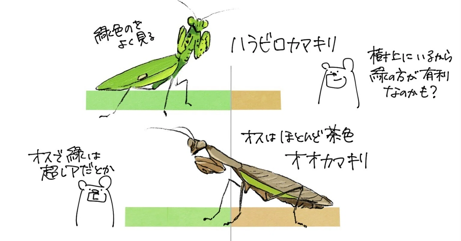 緑のカマキリ、茶色のカマキリ｜くますけ｜自然ガイド・クリエイター