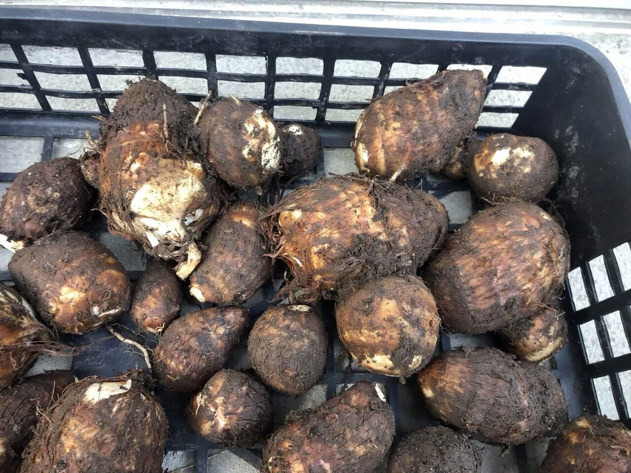 畑のようす｜MUNA_FARM 無農薬自給自足