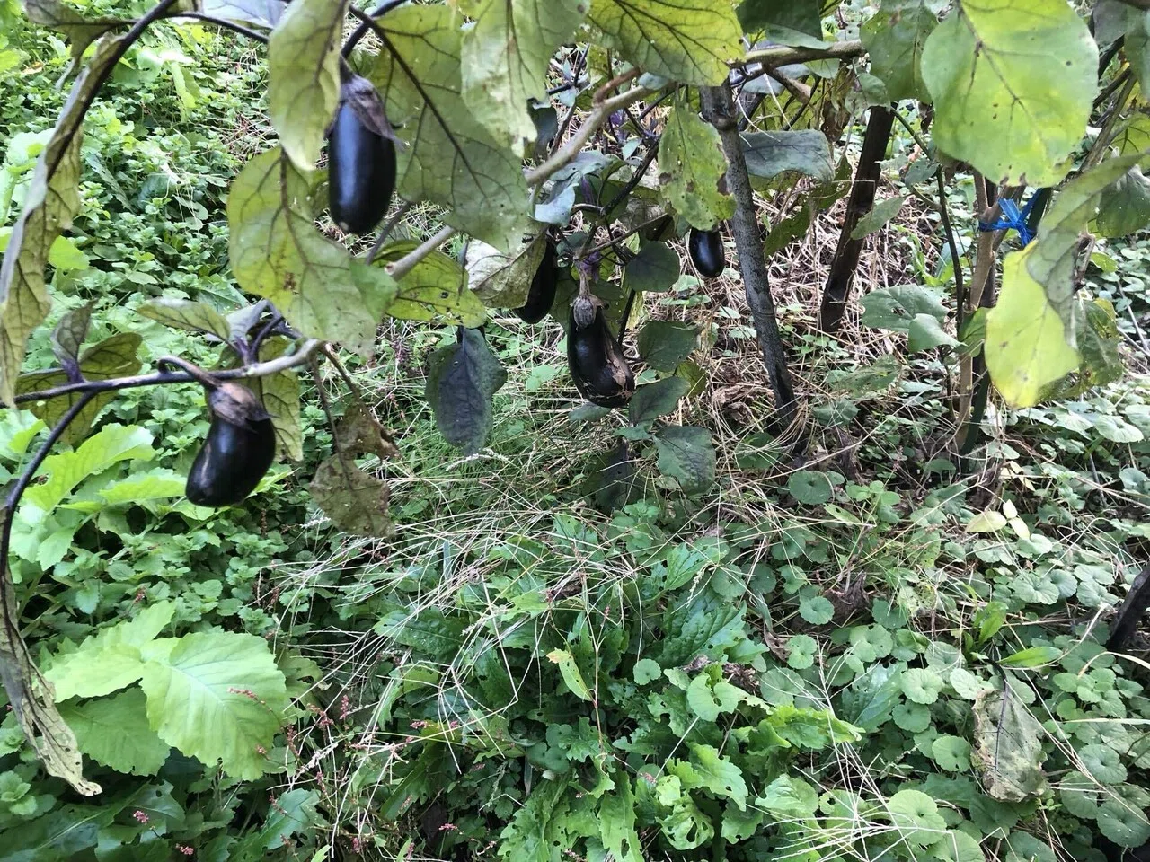 畑のようす｜MUNA_FARM 無農薬自給自足