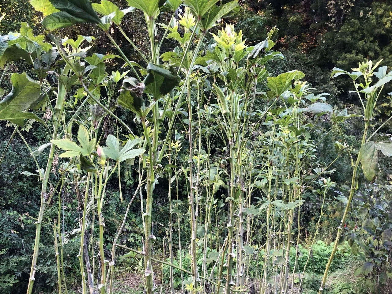 畑のようす｜MUNA_FARM 無農薬自給自足