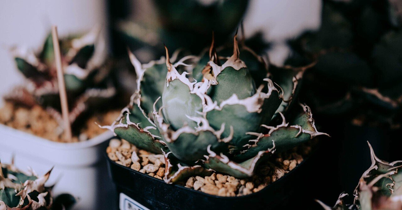 観葉植物アガベグアダラハラナドワーフ台湾産