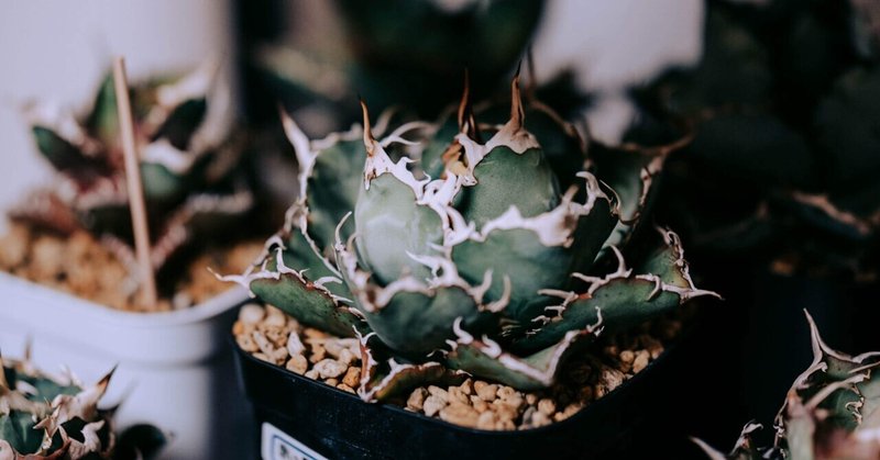 観葉植物 アガベ グアダラハラナドワーフ 台湾産 （RAFLUM / ラフラム  