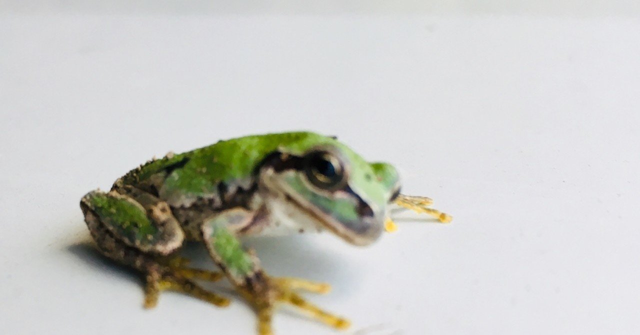 書 色紙 井の中の蛙大海を知らず 表装済み 書 色紙 井の