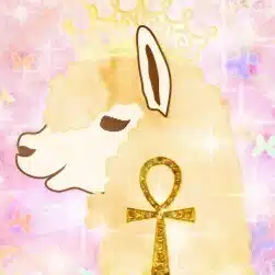alpacca 