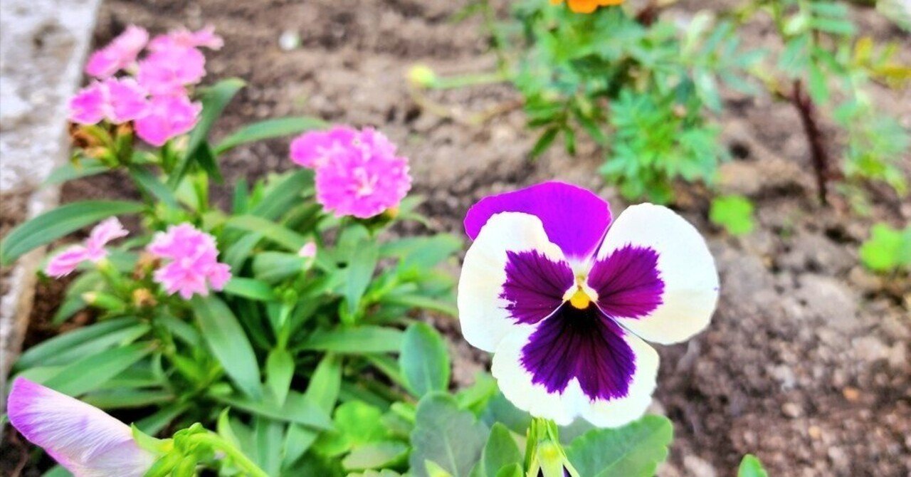 ④ ✨蕾付き‼️開花株✨パッと華やかな花✨グロキシニア✨紫✖️白系✨ポットごと発送✨ 散策日記】花の成長を楽しみ笑顔になる｜サラ