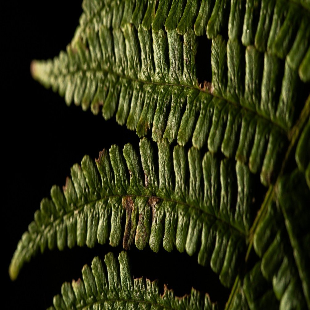 645Z｜ネイチャーマクロはsmc PENTAX-FA645 MACRO 120mmF4と共に