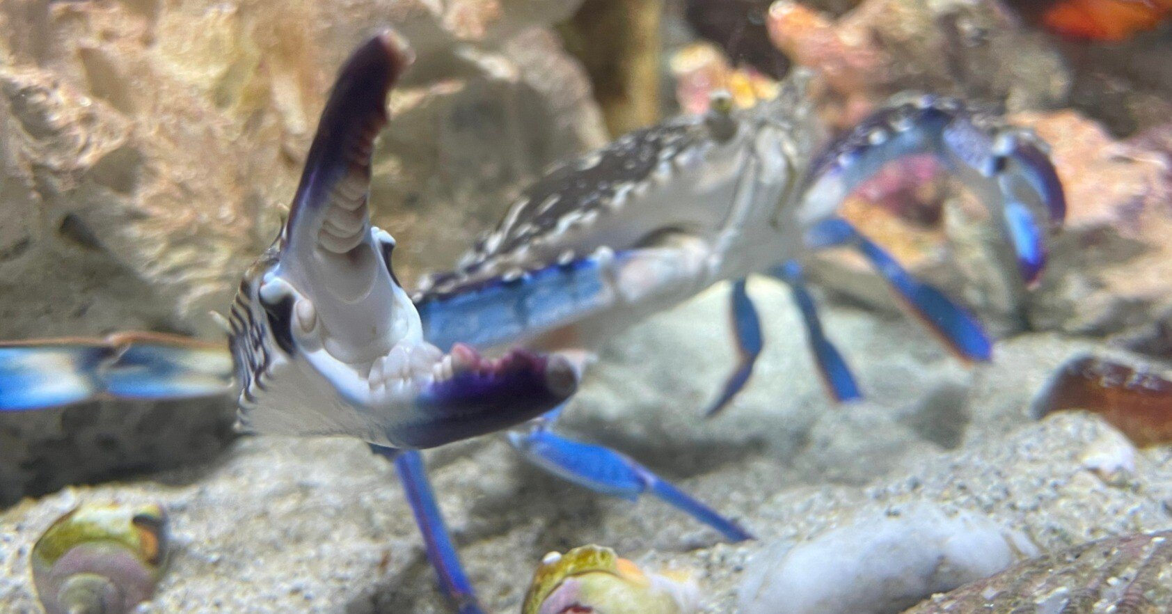 タイワンガザミ《展示動物解説》｜桂浜水族館 公式