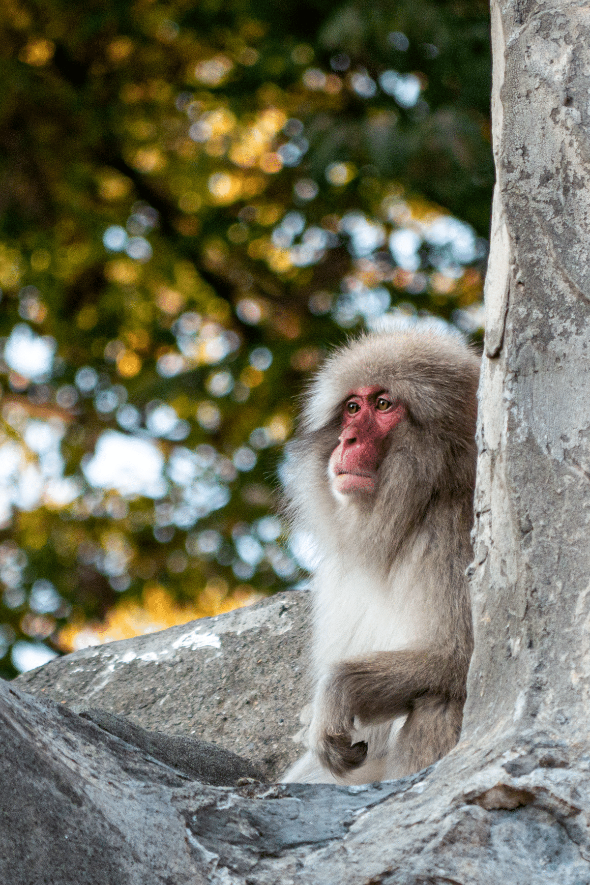 上野動物園｜SACHIKO_S