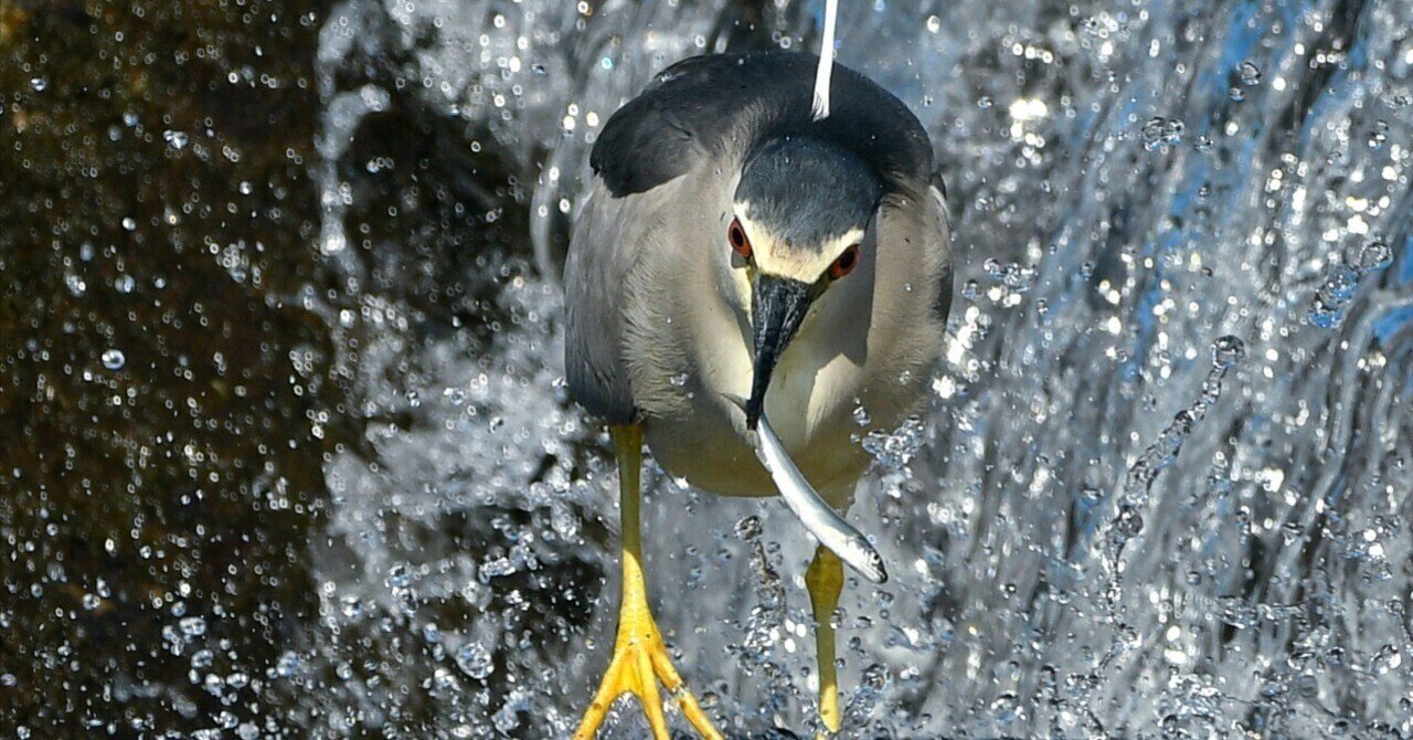 色んな野鳥写真のジャンル【野鳥の話#01】｜おおるり