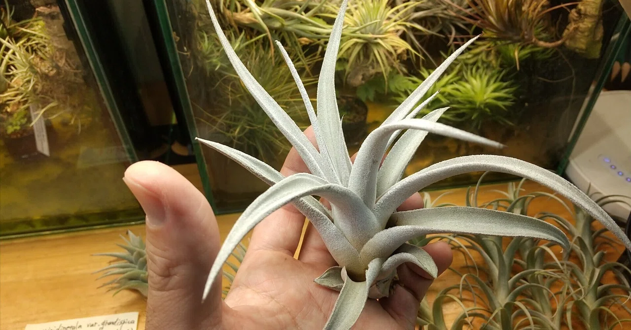 チランジアsp Bahia. チランジアsp Bahia.