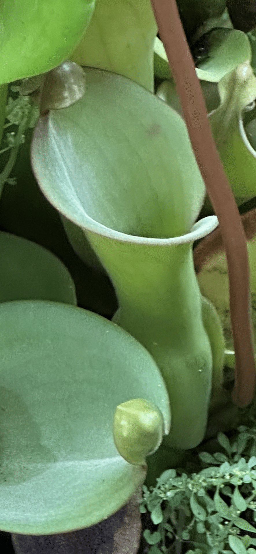 ヘリアンフォラ ヌタンヌ 蓋にも成らぬ、小さな可愛い突起の秘密｜EGGSEED