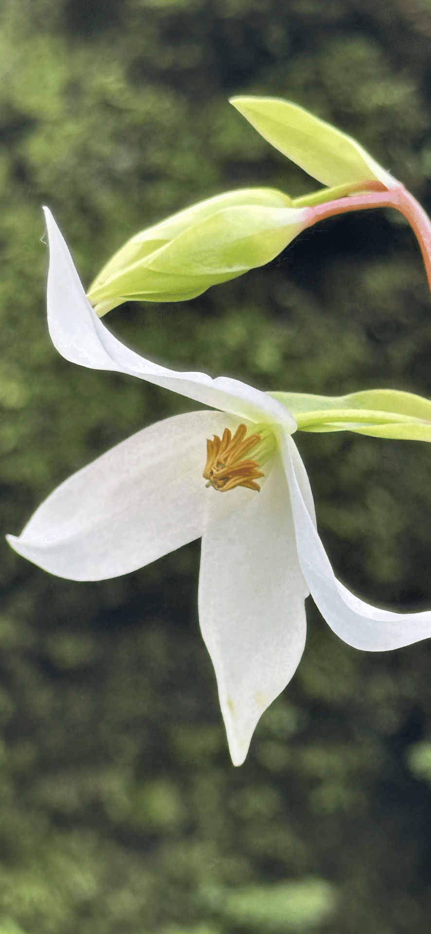 ヘリアンフォラ ヌタンヌ 蓋にも成らぬ、小さな可愛い突起の秘密｜EGGSEED