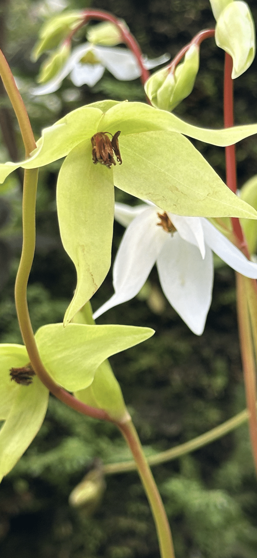 ヘリアンフォラ ヌタンヌ 蓋にも成らぬ、小さな可愛い突起の秘密｜EGGSEED