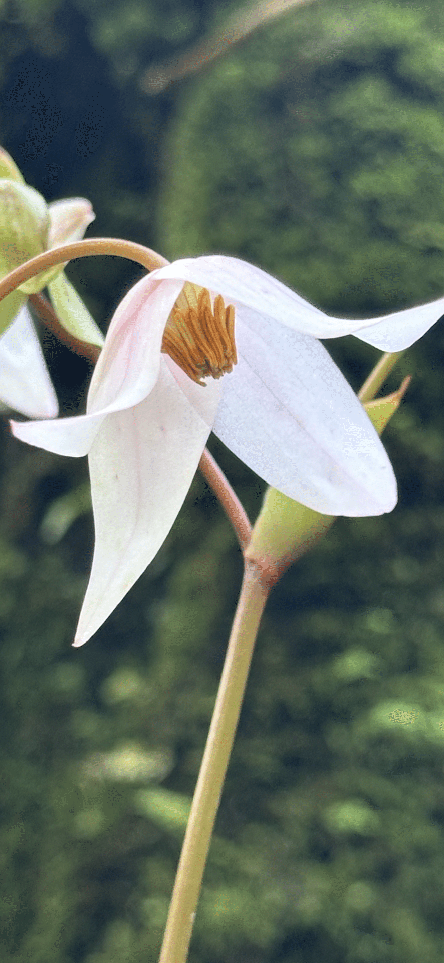 ヘリアンフォラ　ヌタンス × イオナシ　食虫植物 heliamphora Heliamphora nutans x ionasi #1