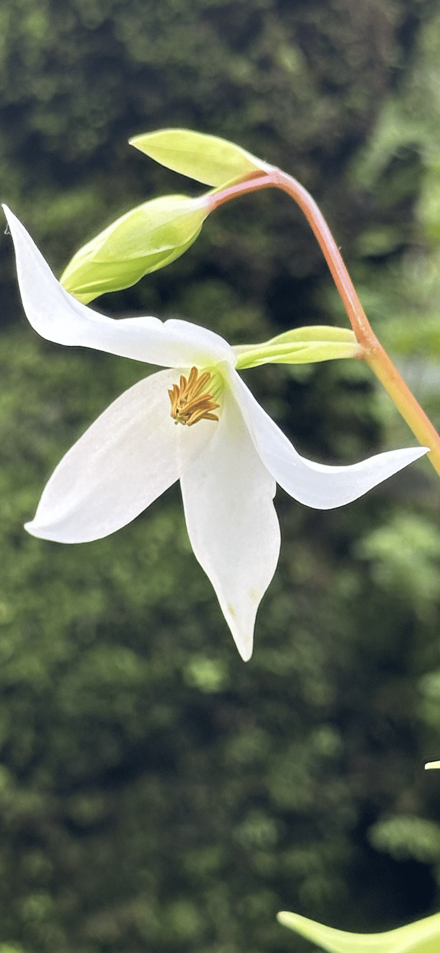ヘリアンフォラ ヌタンヌ 蓋にも成らぬ、小さな可愛い突起の秘密｜EGGSEED